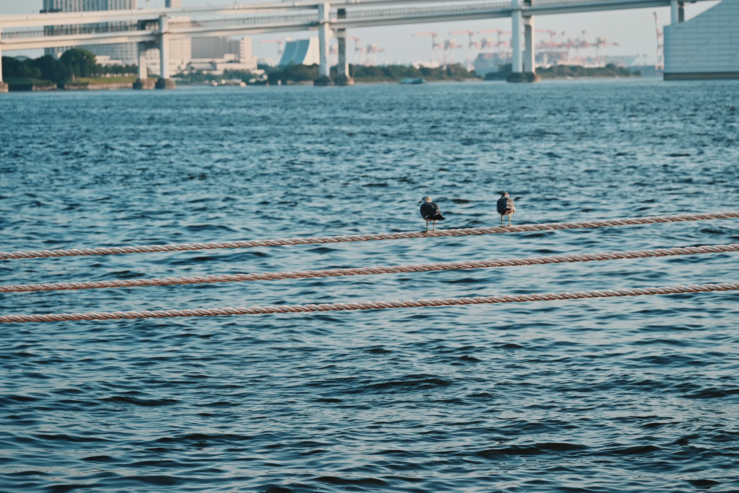 Two seabirds resting above the blue waters of Tokyo Bay